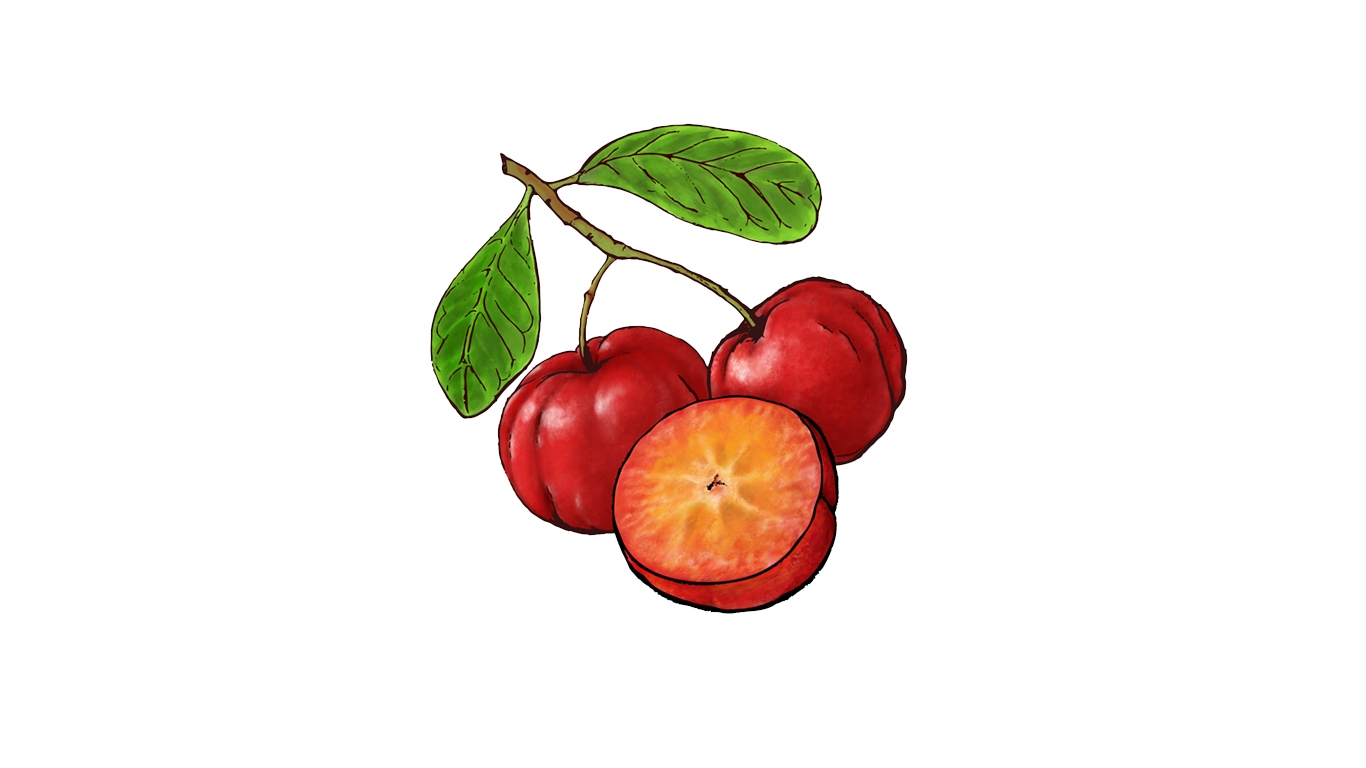 Acerola Fruit Illustration by Priscilla Prentice