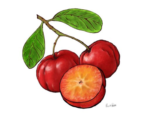 Illustration of three acerola berries by Priscilla Prentice