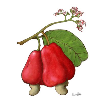 Caju Fruit Illustration by Priscilla Prentice