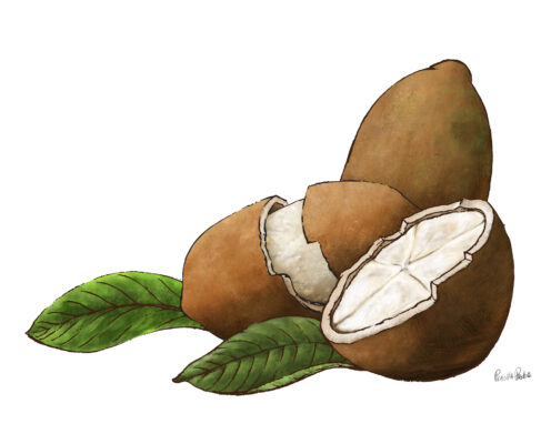 Capaucu Fruit Illustration by Priscilla Prentice