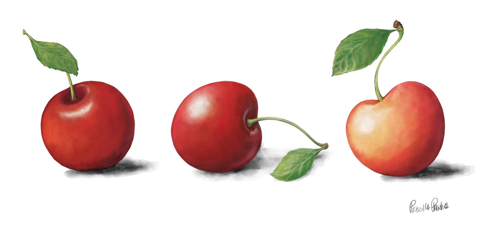 3 cherries illustration by illustrator Priscilla Prentice