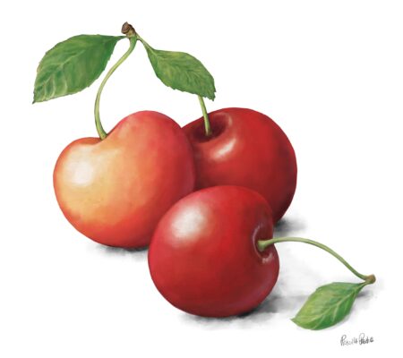 3 cherries in a group illustration by Illustrator Priscilla Prentice