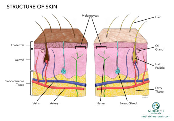 Nuthatch Naturals diagram of the structure skin by illustrator Priscilla Prentice