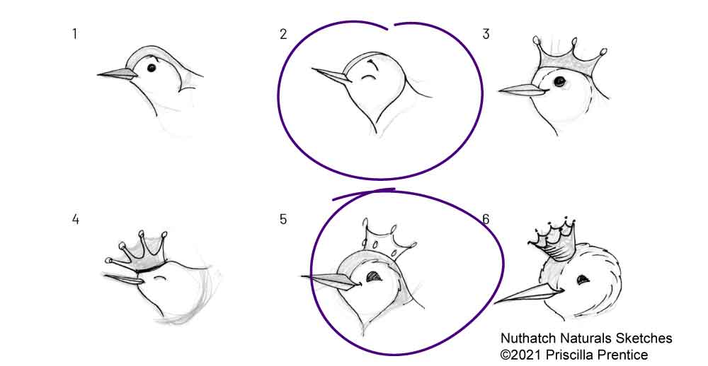 Nuthatch Naturals logo brand design sketches ©2021 Priscilla Prentice