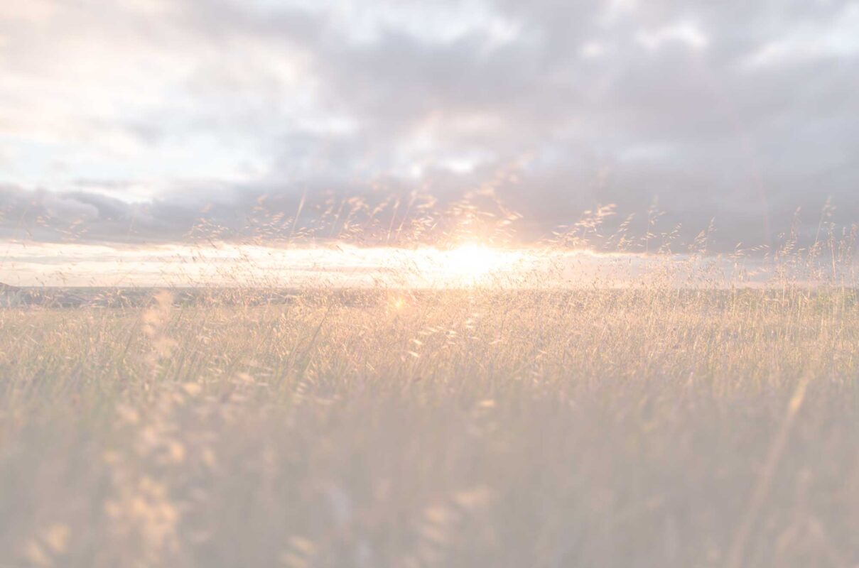 faded view of sunset grassy field